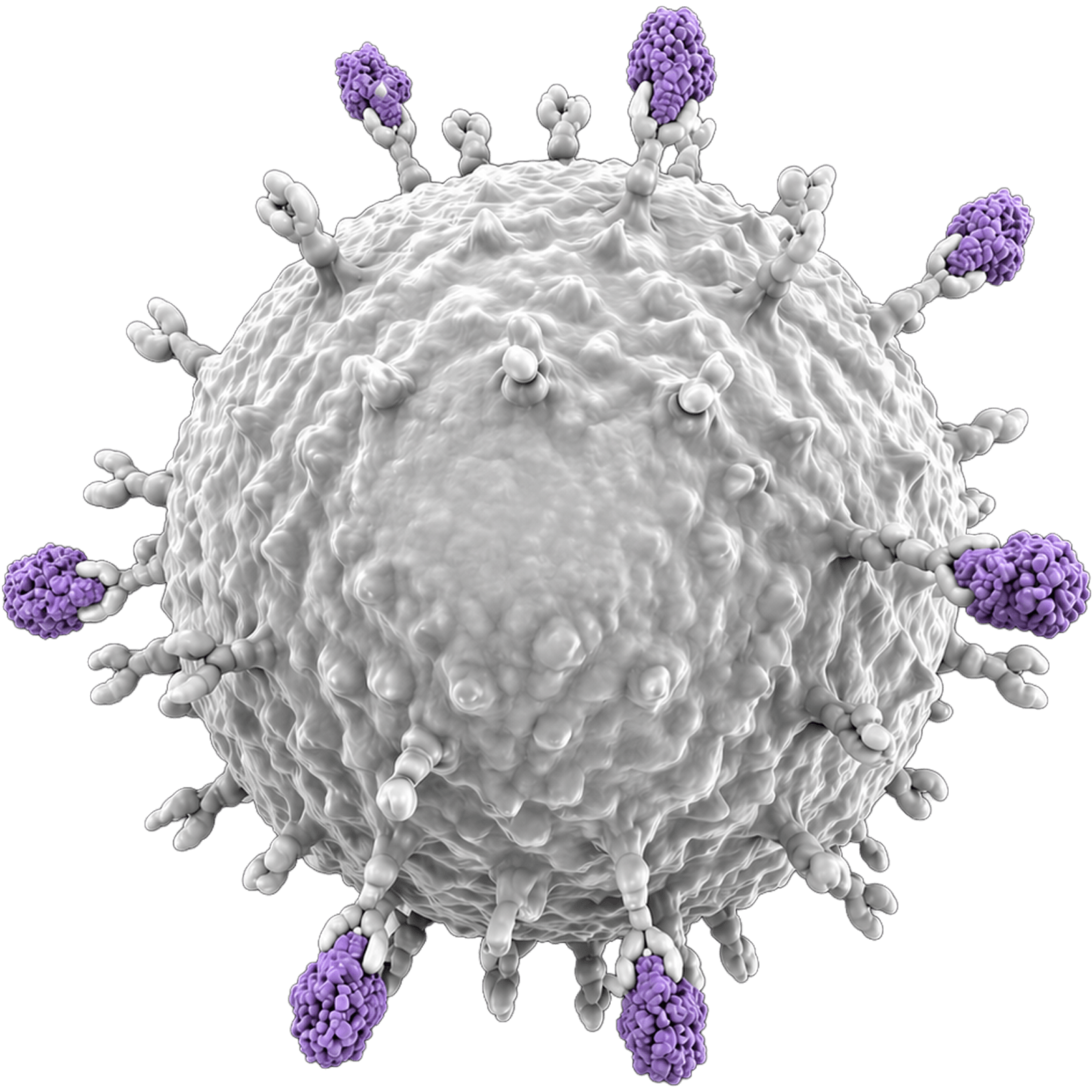 VHH antibody 3D illustration